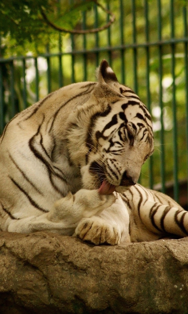 Fondo de pantalla White Tiger in Zoo 768x1280