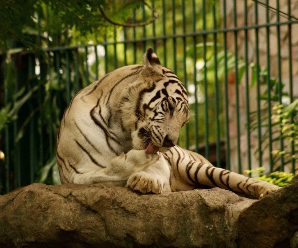 Обои White Tiger in Zoo 960x800