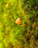 Little Sprout screenshot #1 128x160