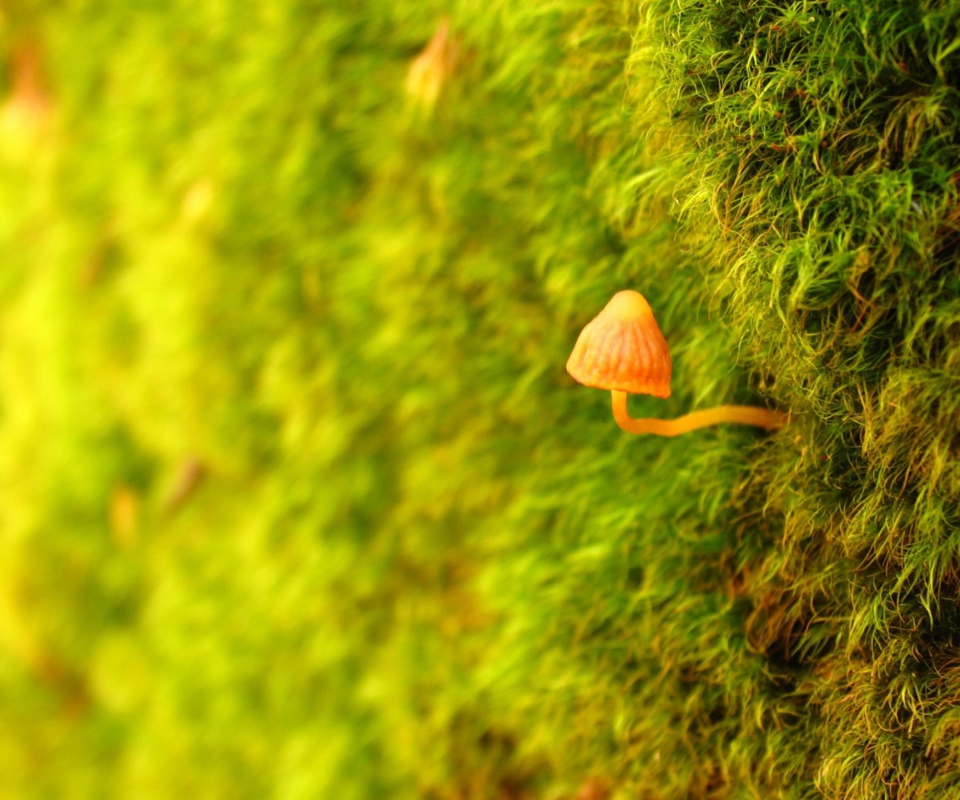 Little Sprout screenshot #1 960x800