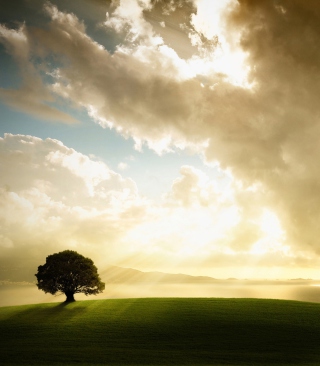 Lonely Tree Under Sun Lights - Obrázkek zdarma pro 640x960