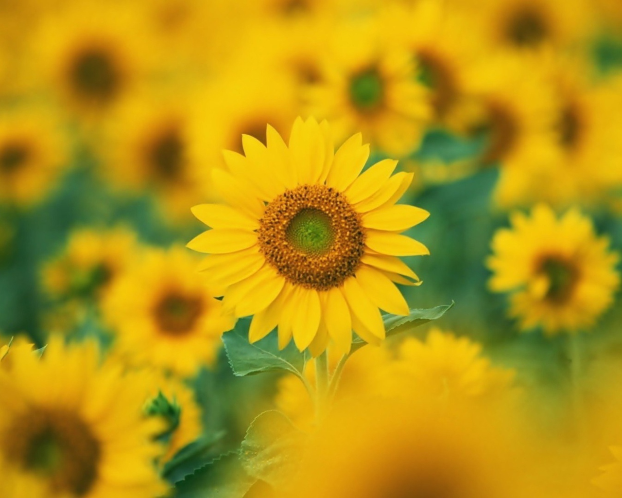 Обои Sunflowers 1280x1024
