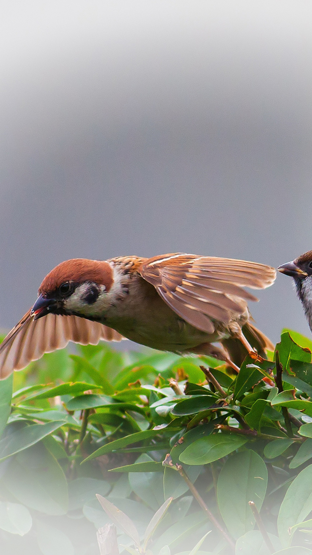 Fondo de pantalla Sparrow couple 1080x1920