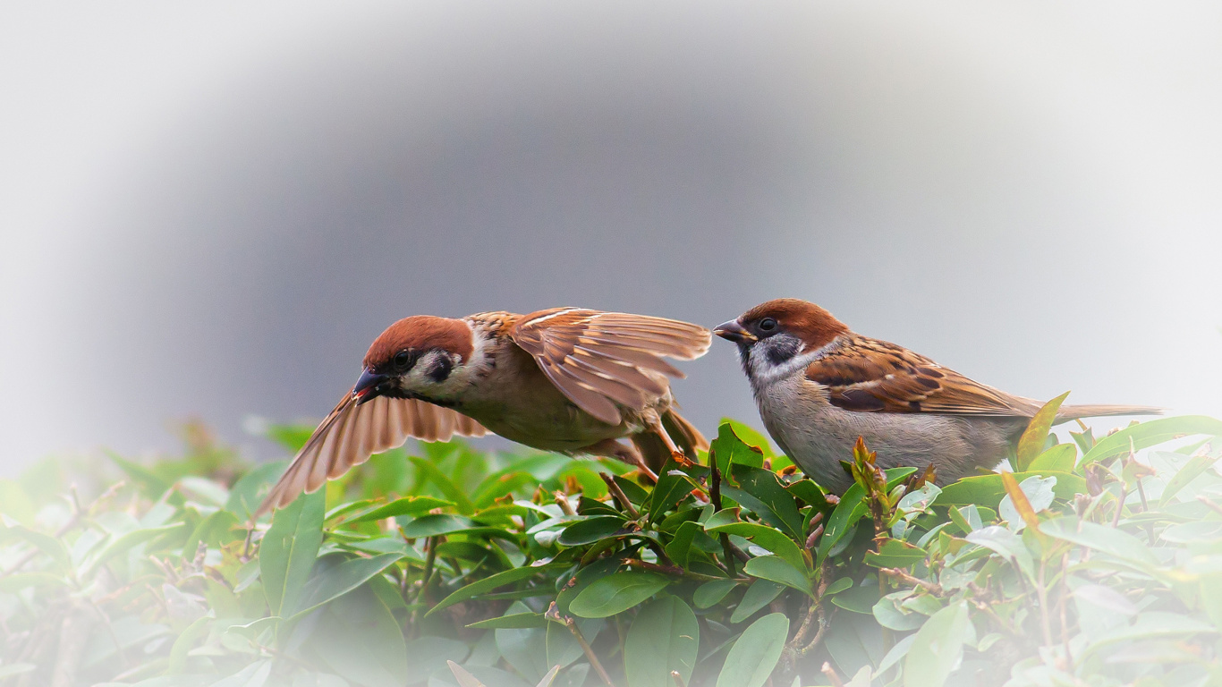 Das Sparrow couple Wallpaper 1366x768