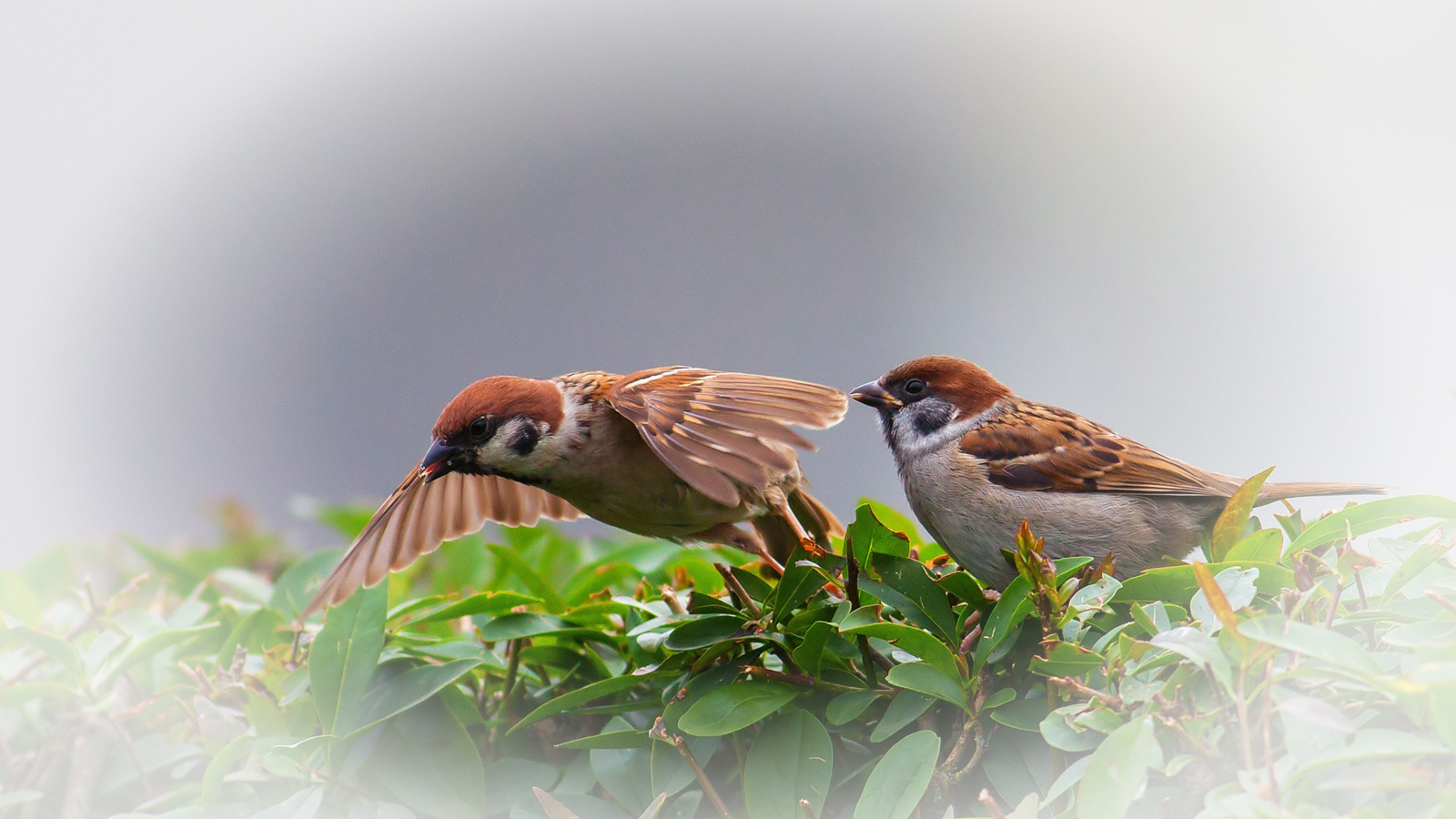 Fondo de pantalla Sparrow couple 1600x900