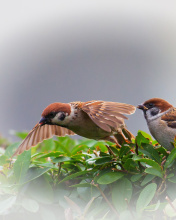 Das Sparrow couple Wallpaper 176x220