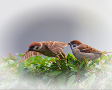 Sfondi Sparrow couple 220x176