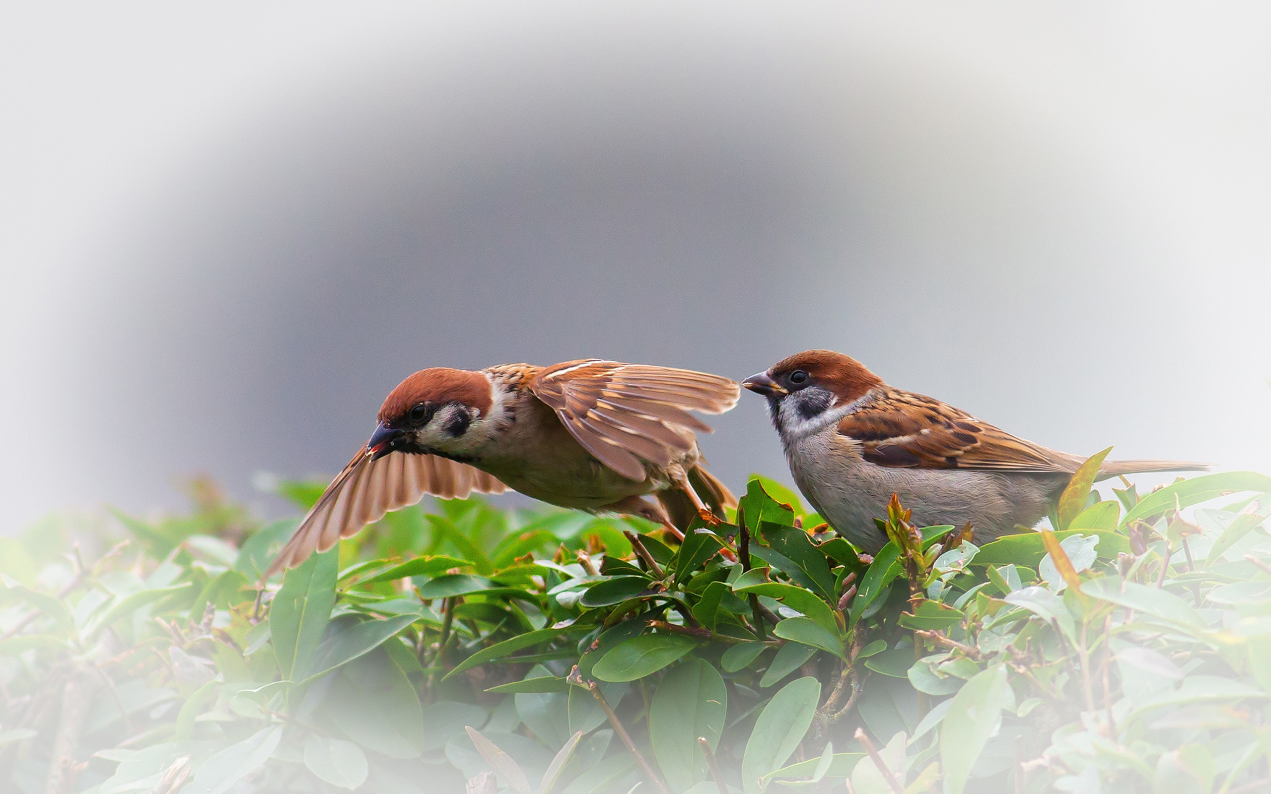 Обои Sparrow couple 2560x1600