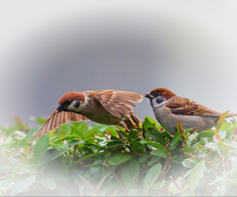 Sfondi Sparrow couple 480x400