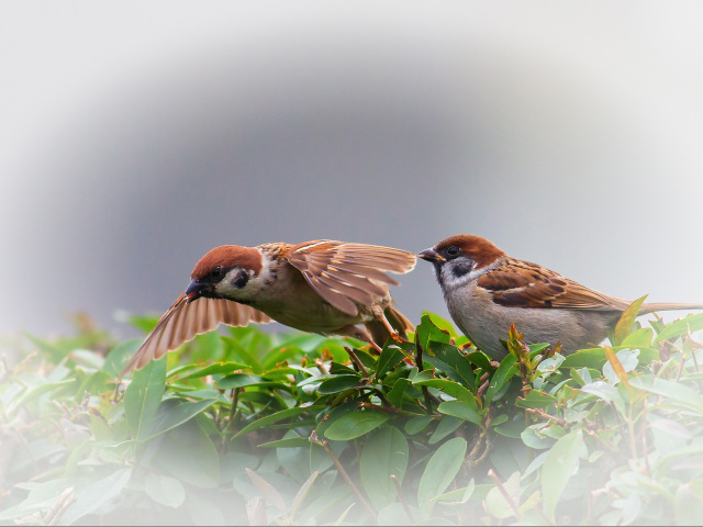 Обои Sparrow couple 640x480
