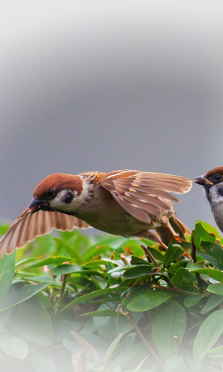 Sparrow couple wallpaper 768x1280