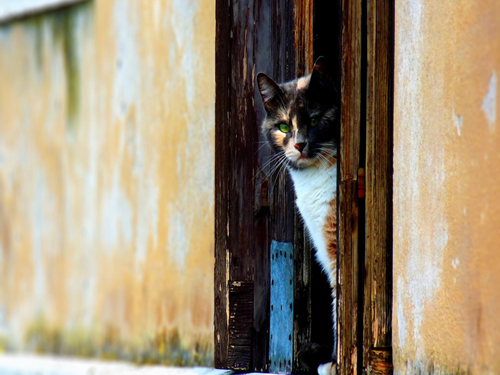 Fondo de pantalla Cat Looking From Door 1024x768