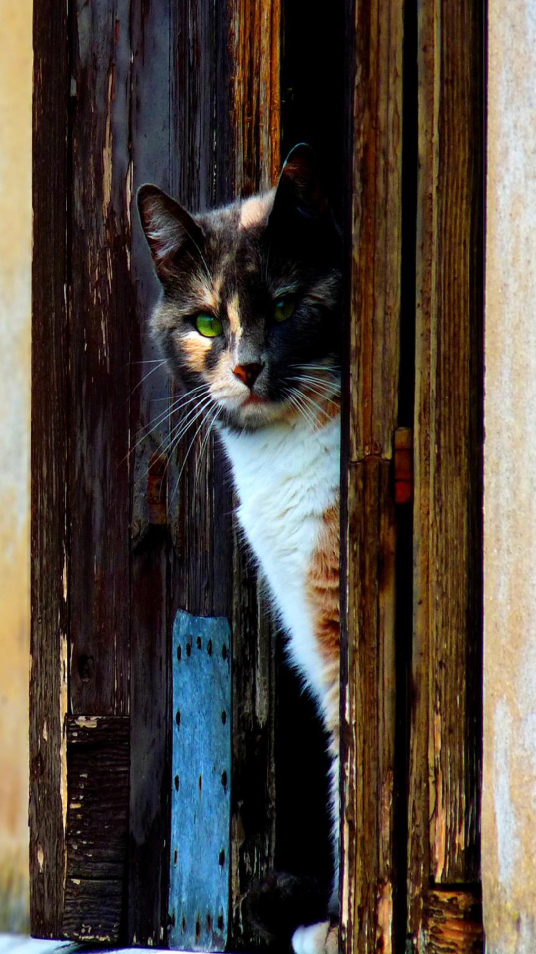 Sfondi Cat Looking From Door 1080x1920