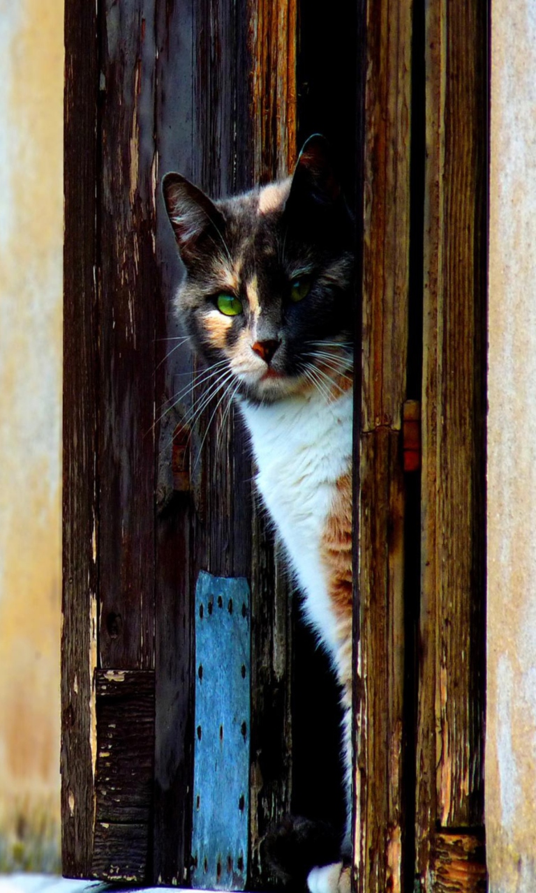 Screenshot №1 pro téma Cat Looking From Door 768x1280