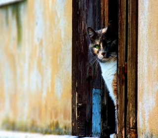 Cat Looking From Door - Obrázkek zdarma pro 208x208