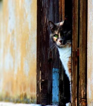 Cat Looking From Door - Obrázkek zdarma pro 240x320