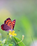 Fondo de pantalla Butterfly And Flower 128x160
