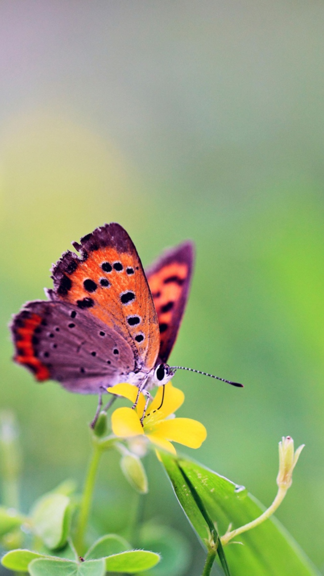 Das Butterfly And Flower Wallpaper 640x1136