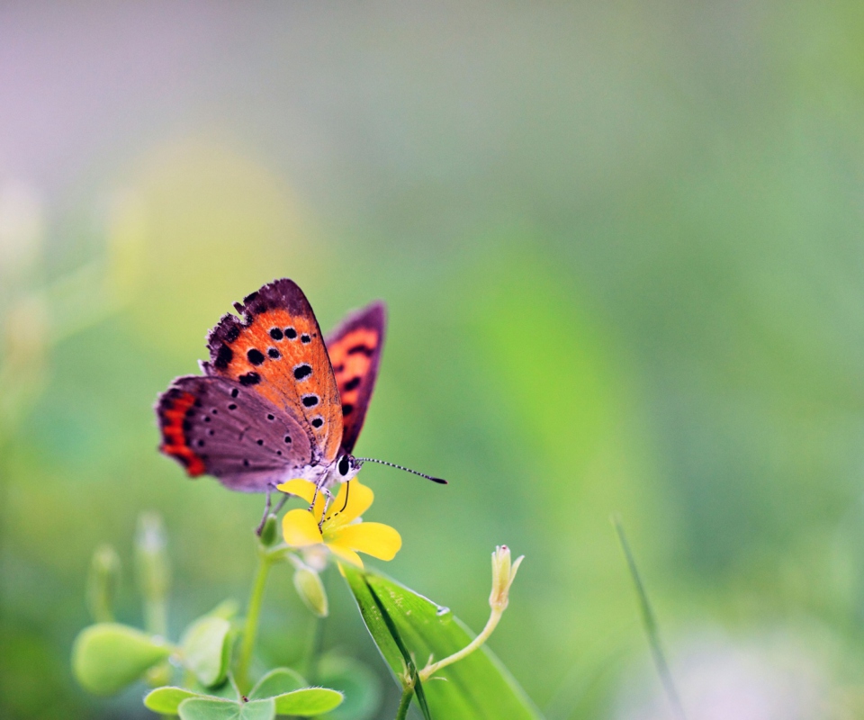 Sfondi Butterfly And Flower 960x800