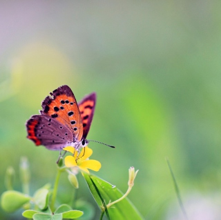 Butterfly And Flower - Obrázkek zdarma pro 2048x2048