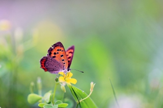 Butterfly And Flower - Obrázkek zdarma pro 1024x600