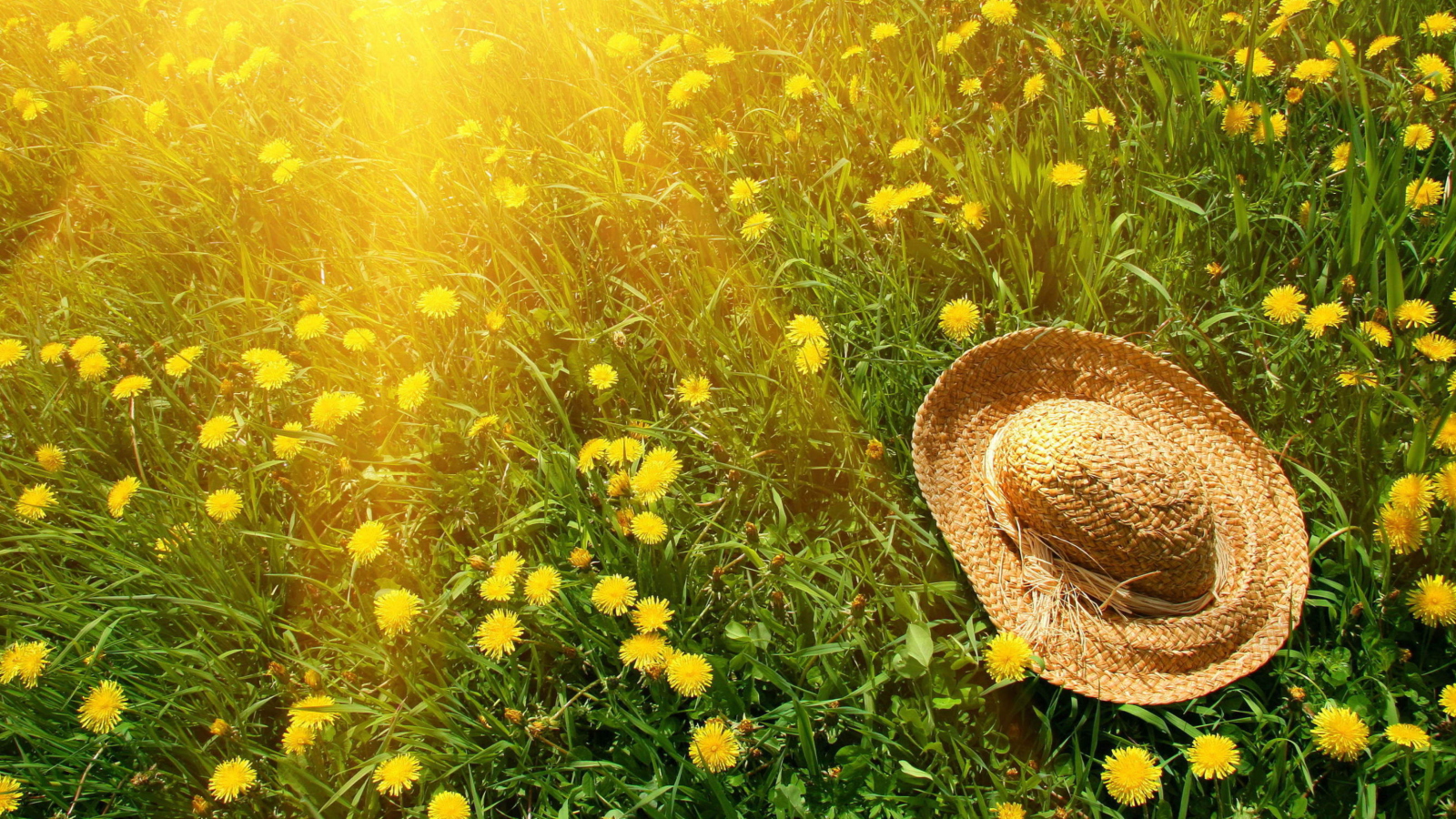Hat On Green Grass And Yellow Dandelions screenshot #1 1600x900