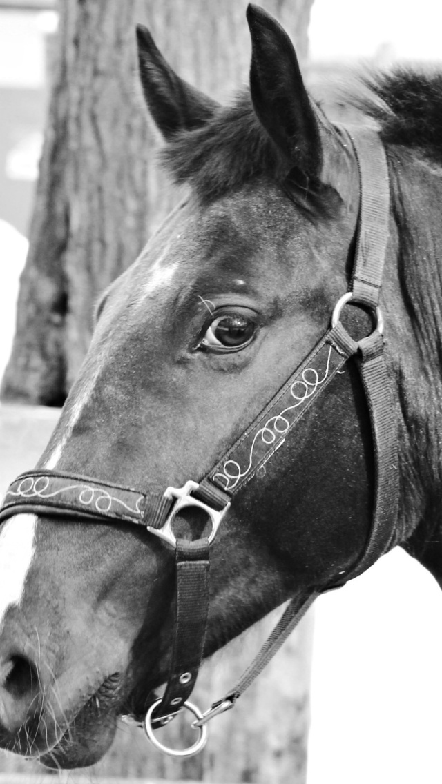 Thoroughbred Breed of Horse wallpaper 640x1136