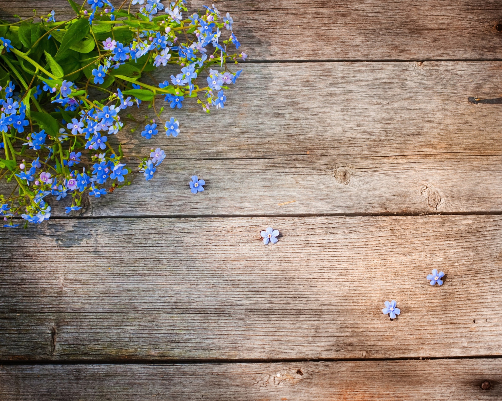 Blue Forget-Me-Not wallpaper 1600x1280