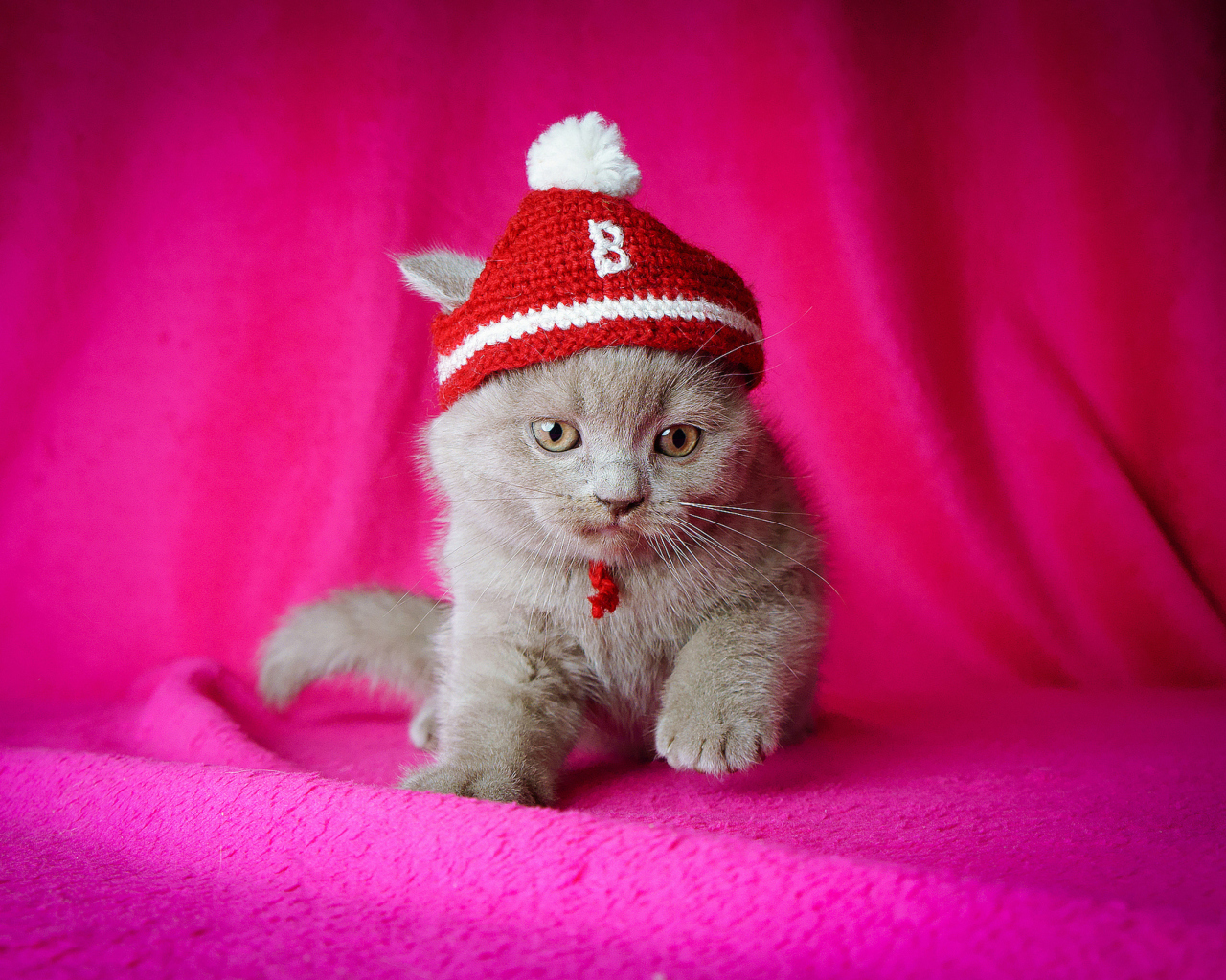 Screenshot №1 pro téma Cute Grey Kitten In Little Red Hat 1280x1024