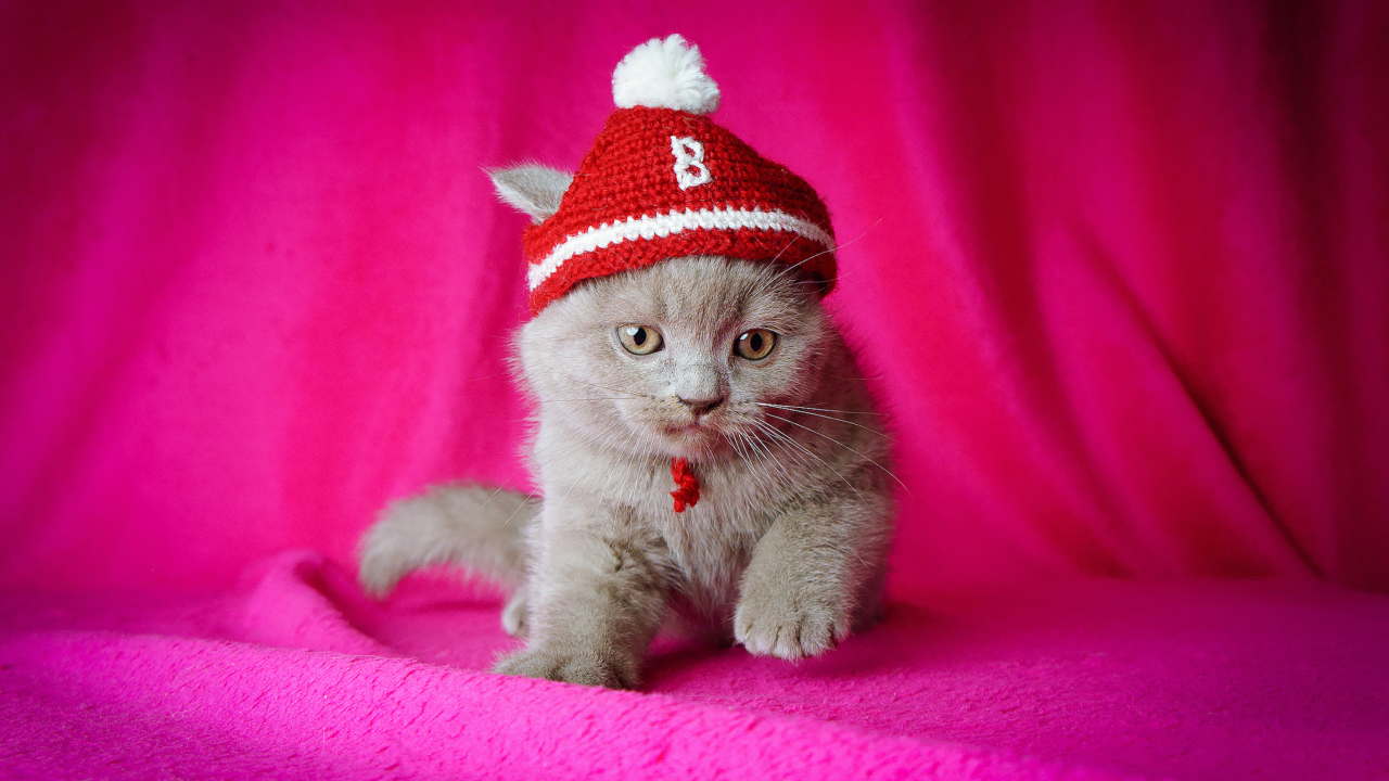 Screenshot №1 pro téma Cute Grey Kitten In Little Red Hat 1280x720
