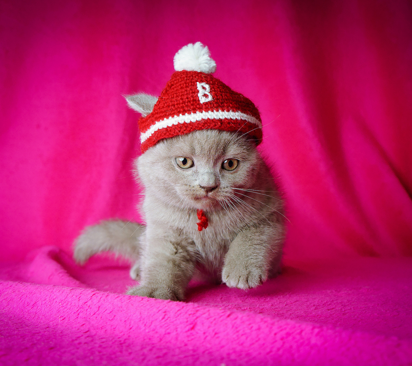 Обои Cute Grey Kitten In Little Red Hat 1440x1280