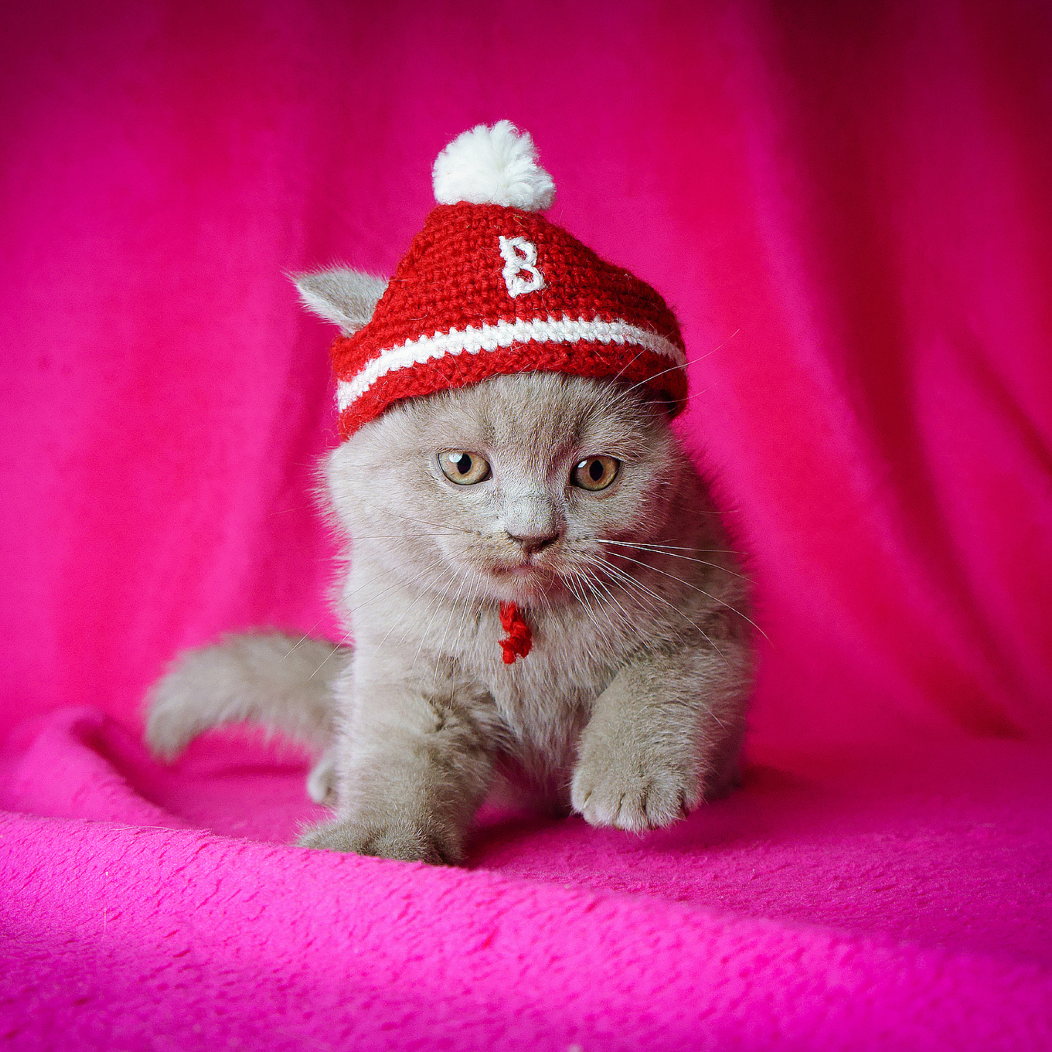 Screenshot №1 pro téma Cute Grey Kitten In Little Red Hat 2048x2048