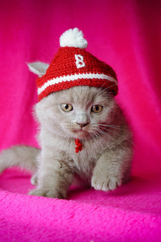 Screenshot №1 pro téma Cute Grey Kitten In Little Red Hat 320x480