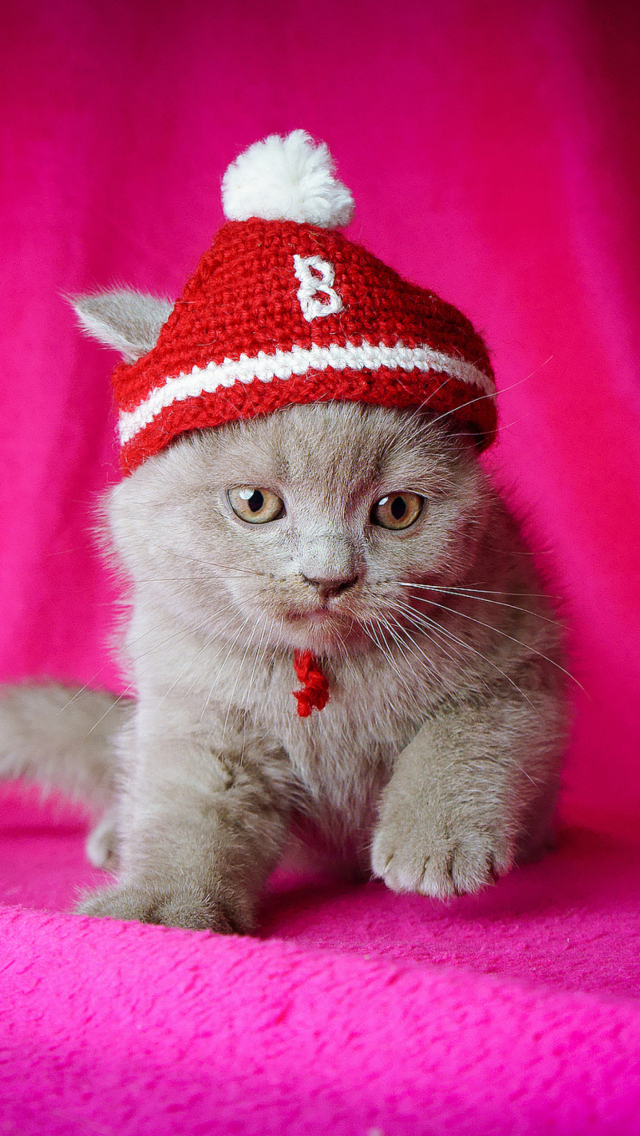 Screenshot №1 pro téma Cute Grey Kitten In Little Red Hat 640x1136