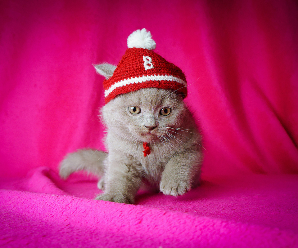 Обои Cute Grey Kitten In Little Red Hat 960x800