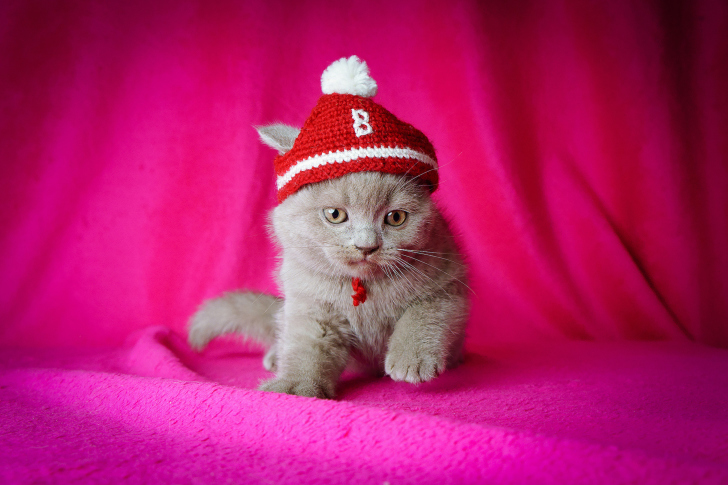 Das Cute Grey Kitten In Little Red Hat Wallpaper