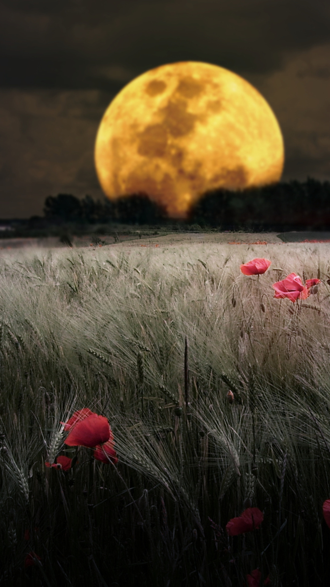 Обои Night Poppies Field 1080x1920