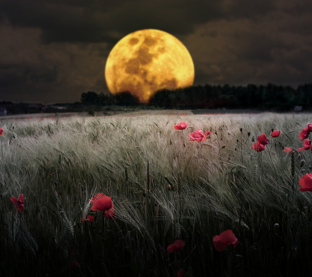 Das Night Poppies Field Wallpaper 1080x960