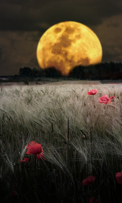 Night Poppies Field screenshot #1 240x400