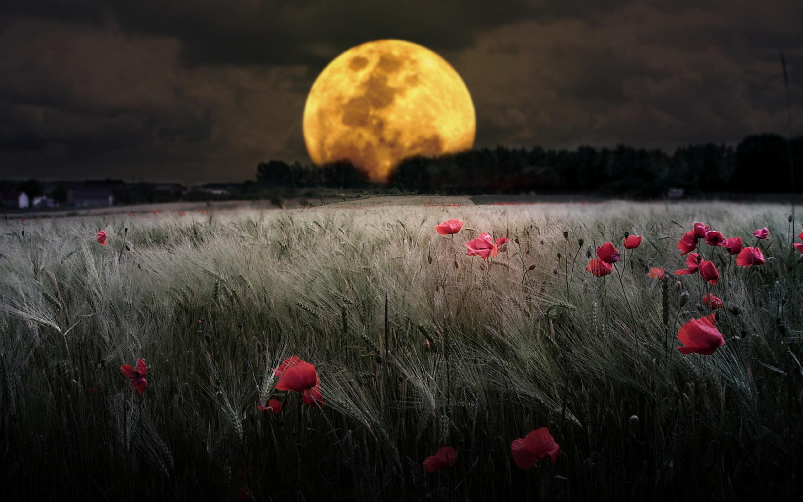 Screenshot №1 pro téma Night Poppies Field 2560x1600