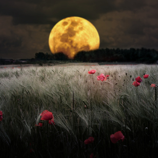 Night Poppies Field - Obrázkek zdarma pro 128x128
