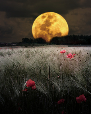 Night Poppies Field - Obrázkek zdarma pro 128x160