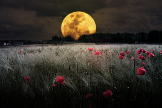 Free Night Poppies Field Picture for Android, iPhone and iPad