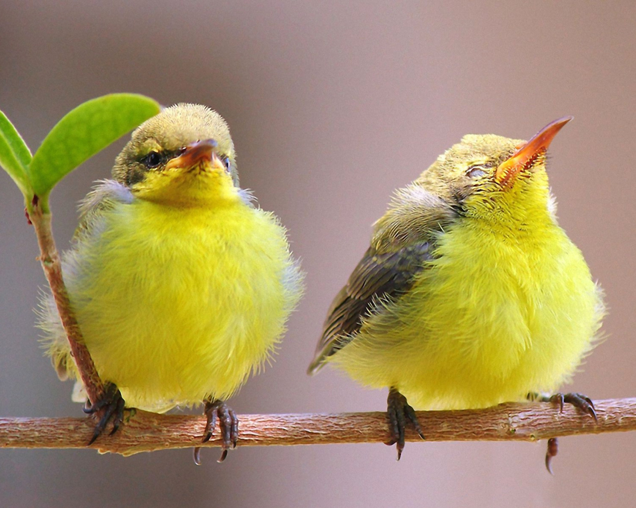 Fondo de pantalla Yellow Small Birds 1280x1024