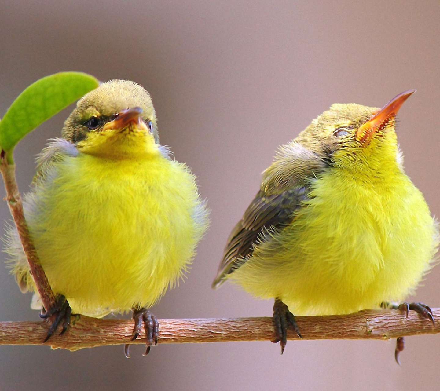 Das Yellow Small Birds Wallpaper 1440x1280