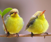 Yellow Small Birds screenshot #1 176x144