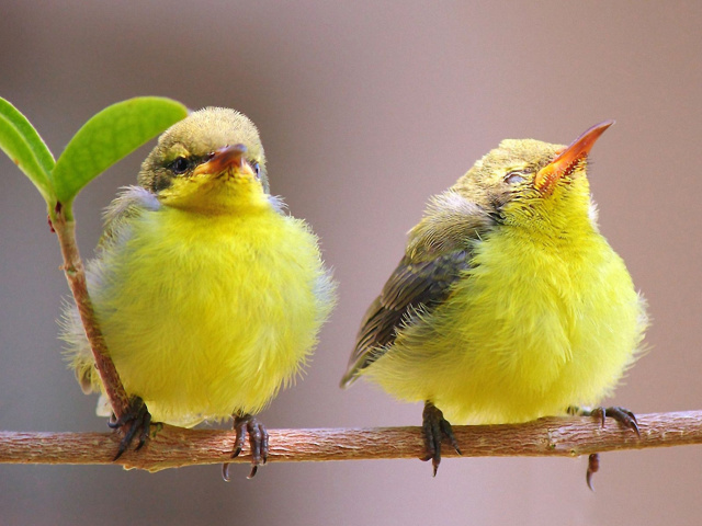 Fondo de pantalla Yellow Small Birds 640x480