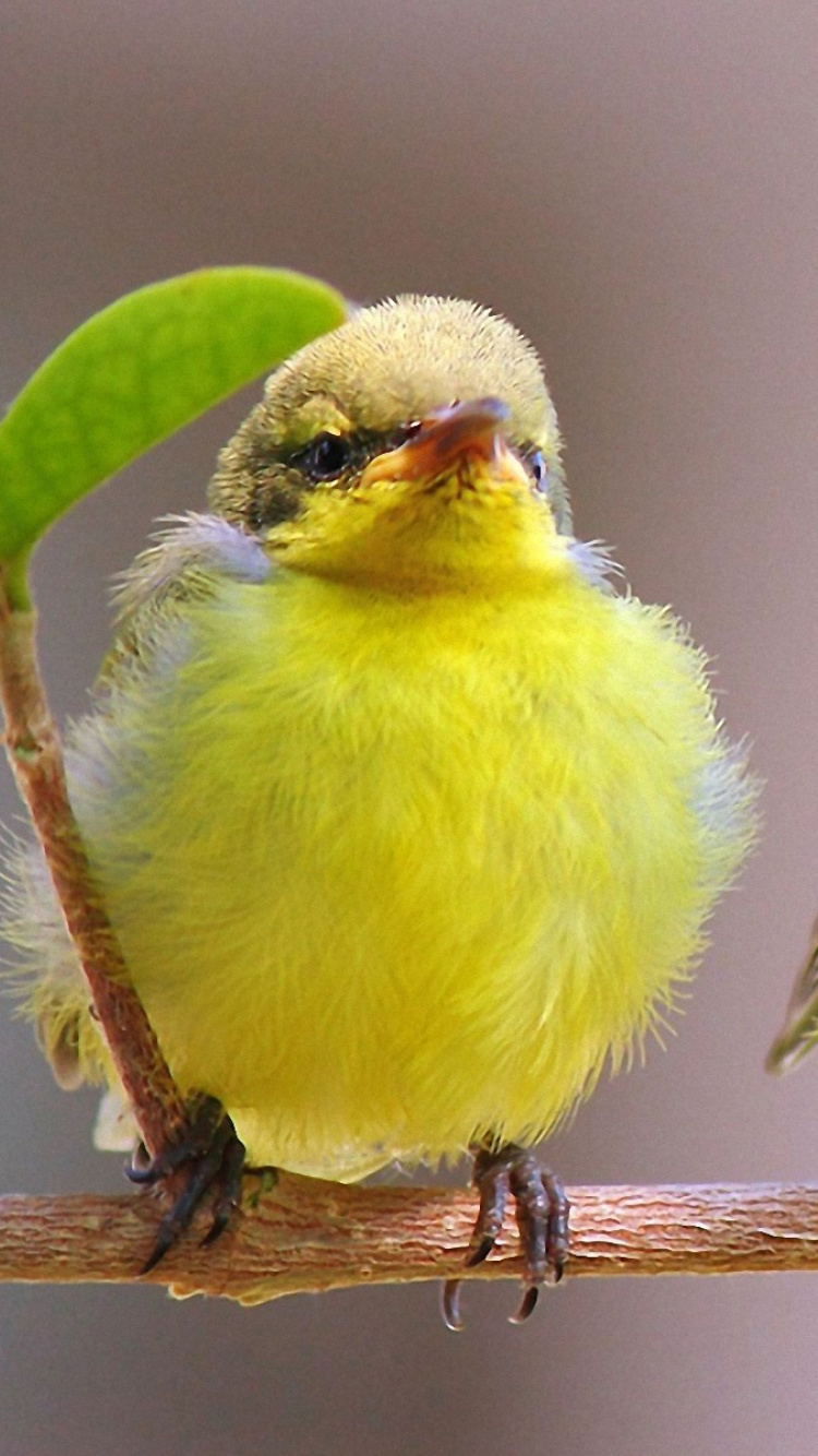Обои Yellow Small Birds 750x1334