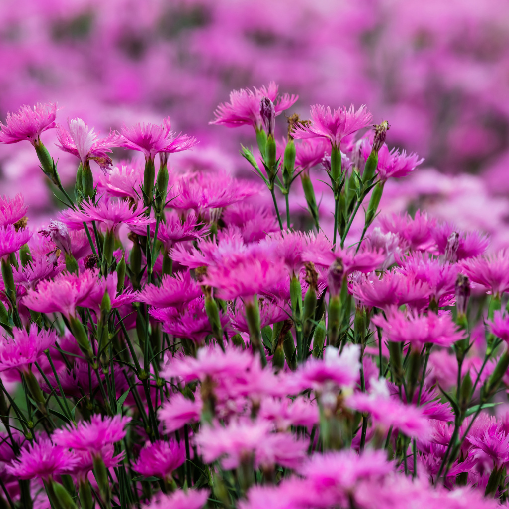 Carnation Forest wallpaper 1024x1024