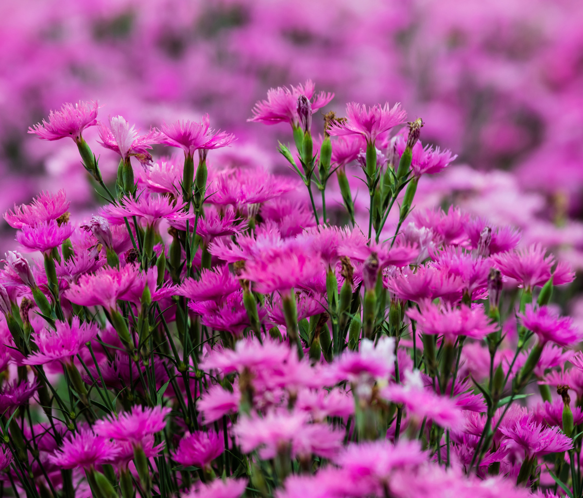 Carnation Forest wallpaper 1200x1024